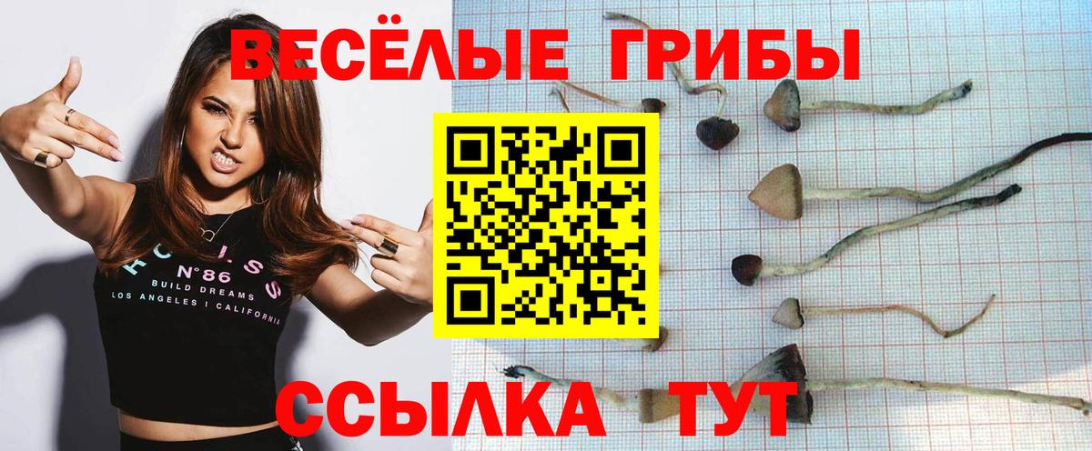 Галлюциногенные грибы Psilocybine cubensis  Вход с VPN  Междуреченск 